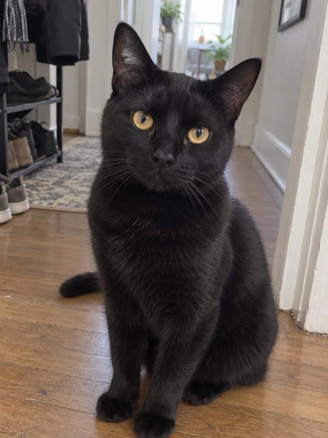 Synthetic black cat phone-style sample pet photo