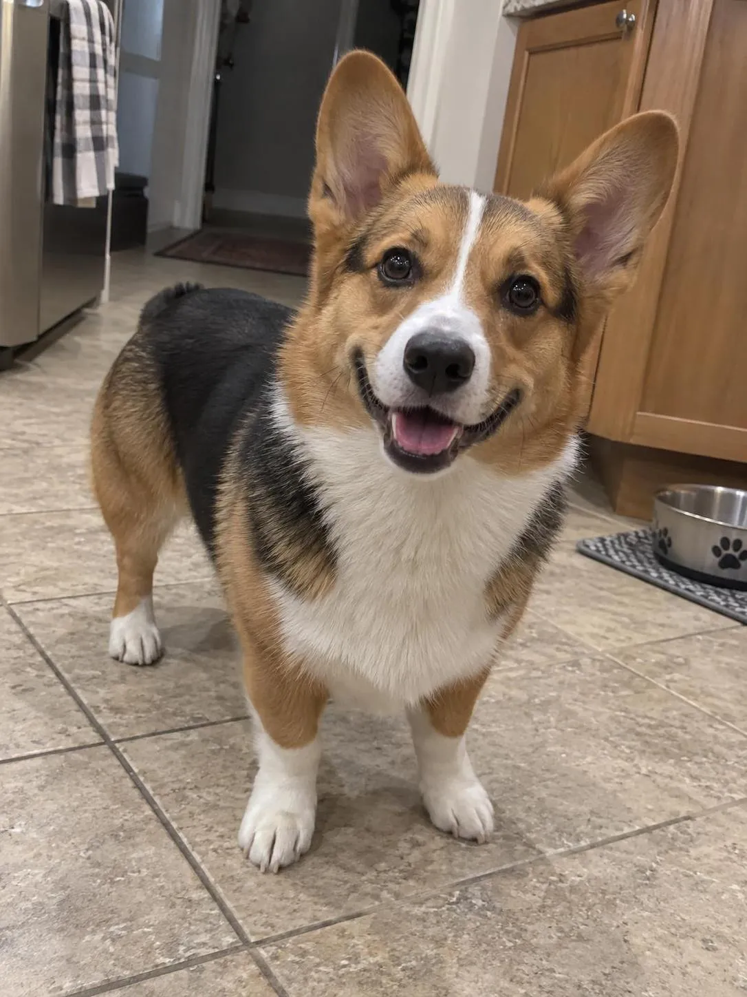 Synthetic tricolor corgi phone-style sample pet photo