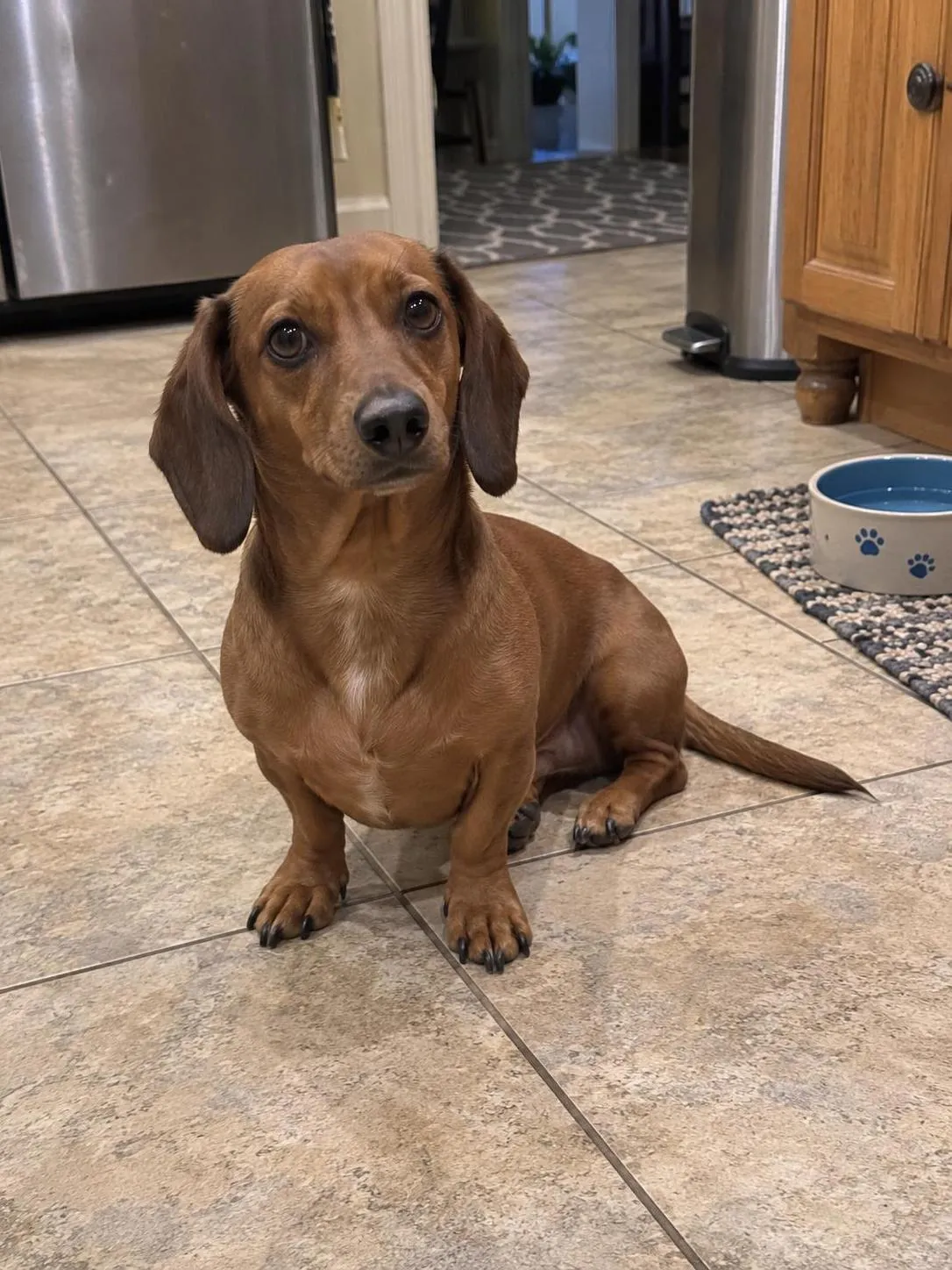 Synthetic dachshund phone-style sample pet photo