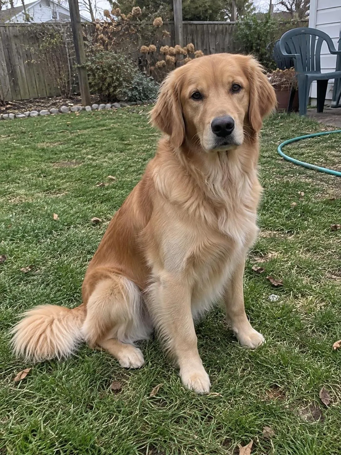 Synthetic golden retriever phone-style sample pet photo
